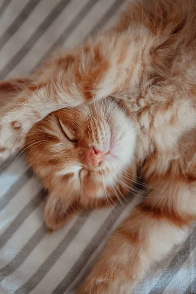 可爱的小红猫睡在白毛毯上 — 图库照片