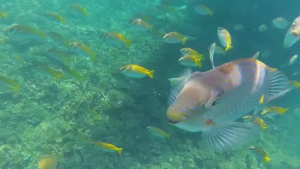 Mundo submarino peces divertidos mira a la cámara — Vídeo de stock