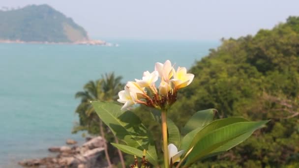 Plumeria frangipani sobre fundo marinho — Vídeo de Stock