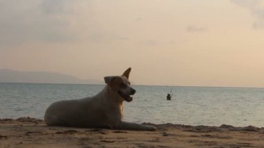 köpek sahilde yalan söylüyor