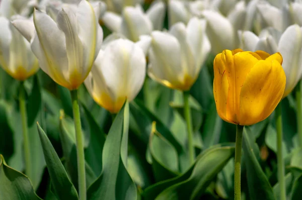 Seçici Sarı Renkli Lale Çiçek Bir Sürü Beyaz Tul — Stok fotoğraf