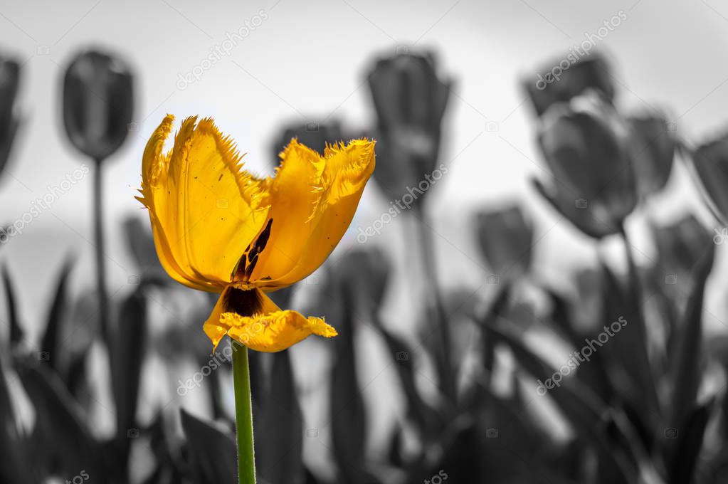 Selective yellow coloured Tulip flower with a black and white ba