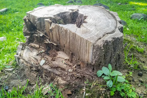 A tree cut at the bottom of the trunk, side view of the cut tree trunk