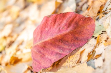 Sonbahar kırmızı renkli sonbahar sezonu boyunca yere düşmüş yaprak