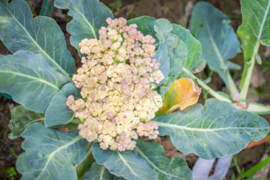 Karnabahar antosiyanin varlığı nedeniyle neden mor pigmentasyon