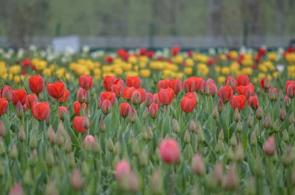 Les Tulipes Pleine Floraison Jardin Des Tulipes Cachemire — Photo