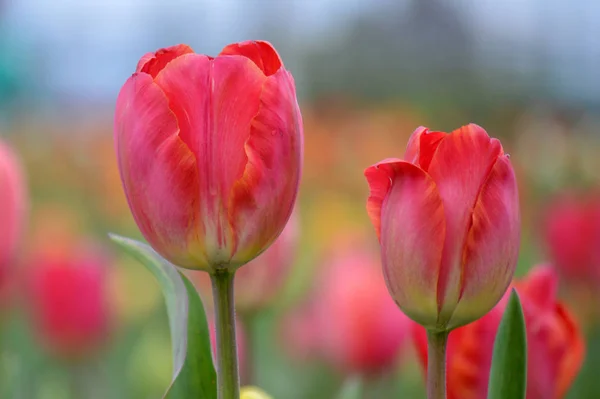 Fleurs Tulipes Roses Avec Autres Tulipes Hors Foyer Dans Jardin — Photo