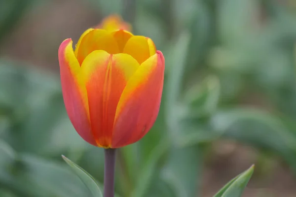 Une Tulipe Couleur Rouge Jaune Sur Fond Vert Dans Jardin — Photo