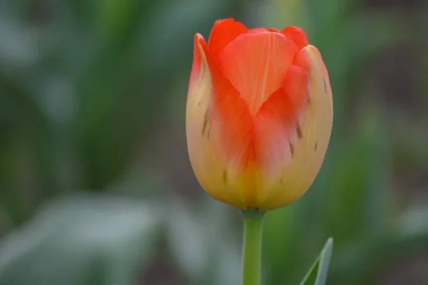 Une Tulipe Couleur Orange Sur Fond Vert Dans Jardin Des — Photo