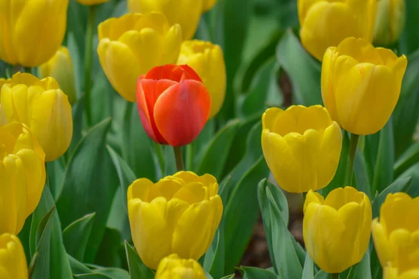 Fleur Sélective Tulipes Couleur Rouge Avec Bouquet Tulipes Jaunes — Photo