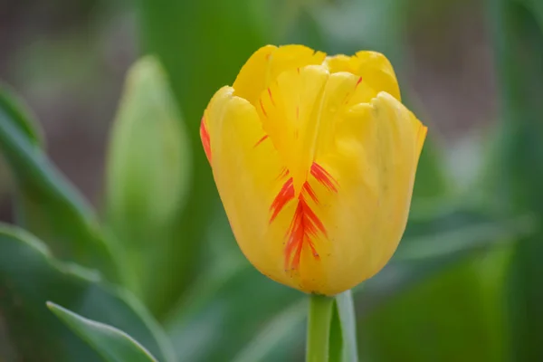 Une Tulipe Couleur Jaune Sur Fond Vert Dans Jardin Des — Photo