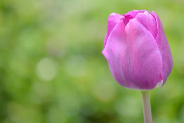 Une Tulipe Couleur Violette Sur Fond Vert Dans Jardin Des — Photo