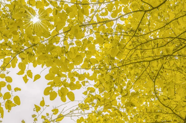 Podzimní Listí Hvězdou Slunce Pozadí — Stock fotografie
