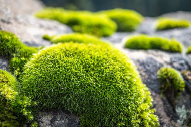 Yamalar Moss bir kayanın üzerine düşen güneşin ilk ışınları. Sabah güneş tarafından yeşil yosun sırt. Moss makro fotoğraf kadar kapatın
