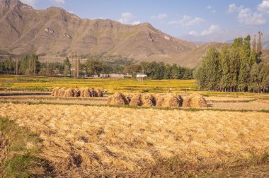 Paddy alanındaki pirinç saman samanla Srinagar arka planda dağda yığınları
