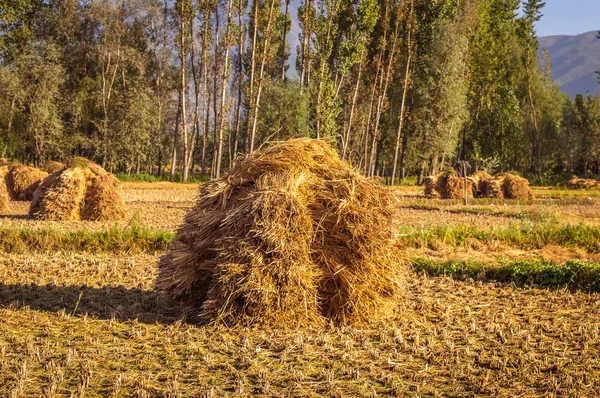 Heaps of rice straw hay in paddy field. The rice field at roadside in Kashmir