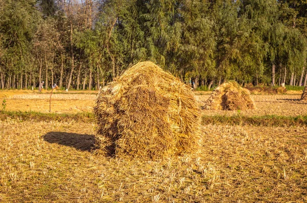 A heap of rice straw hay in paddy field. The rice field at roadside in Kashmir