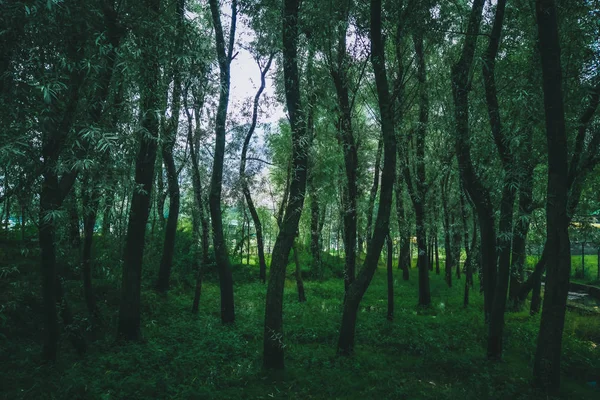 Moody Olhada Dessaturada Soalho Florestal Com Árvores Esbeltas Numerosas — Fotografia de Stock