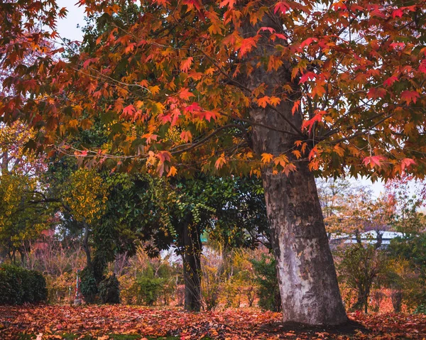 Red and orange autumn colours in the Maple tree (Platanus Orientalis) in Kashmir