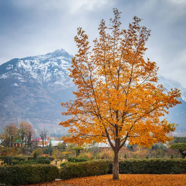 Un árbol con hojas de color amarillo brillante en Nishat Garden, Cachemira con Imagen de stock