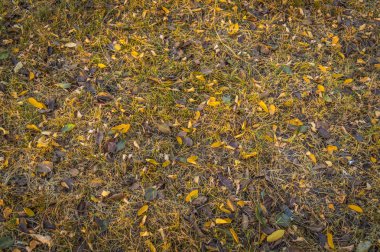 Kuru ot yere sarı renkli sonbahar yaprakları