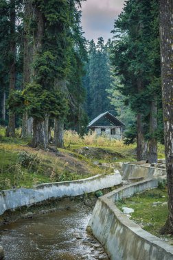 Olimpiyatlar yarın başlıyor bir çam ormanı bir evde önde gelen bir küçük sulama kanalı
