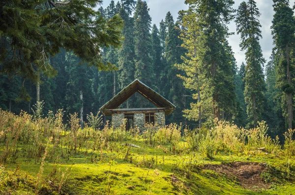 A hut used as a shelter in a pine forest in Kashmir on a bright sunny day