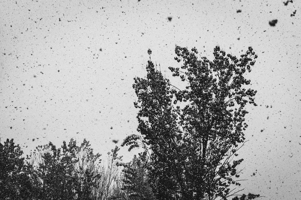 Nieve Fresca Cayendo Sobre Los Bancos Árbol Foto Blanco Negro — Foto de Stock