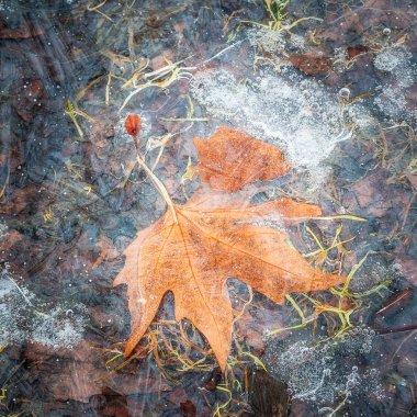 Bir akçaağaç yaprağı toprağa verdim buz dakika hava kabarcıkları görünür ile ince bir tabaka altında