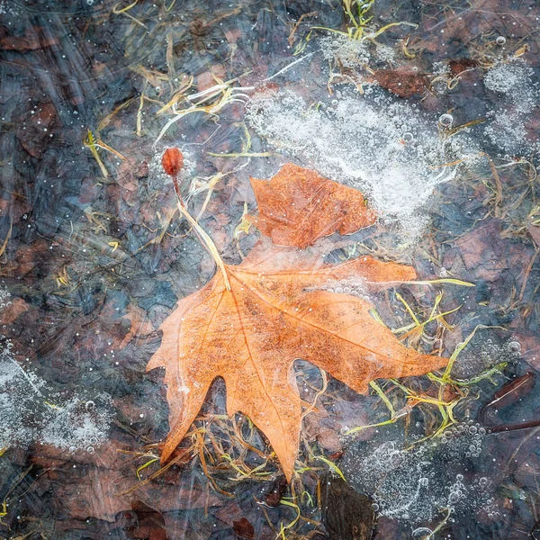 Bir akçaağaç yaprağı toprağa verdim buz dakika hava kabarcıkları görünür ile ince bir tabaka altında