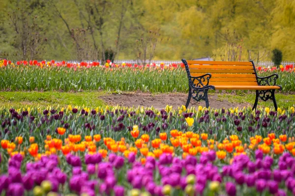 Banc Milieu Deuxième Grand Jardin Tulipes Monde Cachemire — Photo