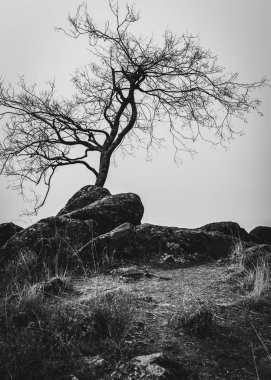 Çorak bir ağaç üst kısmında küçük bir tepe. Siyah beyaz manzara