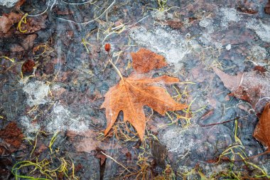 Buz ile ince bir tabaka altında bir akçaağaç yaprağı toprağa verdim. Hava kabarcıkları buz yüzeyinde görünmez