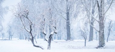 Panoramik bir kış orman manzarası içinde ilginç bir şekil ile çıplak yapraksız ağaca. Karda çıplak ağaçlar.