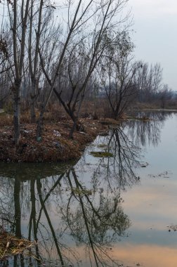 Kirli su vücut ağaçlarda yansımasıdır. Günbatımı nedeniyle turuncu renkteki hafif tinges göl yüzeyinde yansıtıyordu. Nehir kıyısında plastik kirliliği
