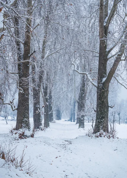 Taze yaprakları olmadan ağaçlarda kar yağışı. Bir orman yolu her iki tarafında ağaçlar kar kaplı
