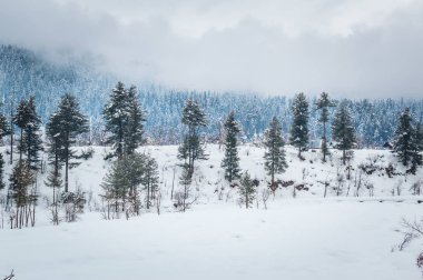 Karlı bir manzara ile bazı şaşırtıcı bulutlar büyüyen çam ağaçları