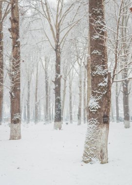 Yapraksız ağaçlar snoww manzara içinde. Woodland karla kaplı. Taze kar bir ormanlık düşüyor.