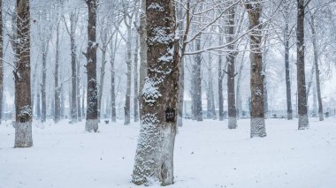 Çıplak ağaçlar snoww manzara panoramik manzaralı. Karla kaplı ormanlık.