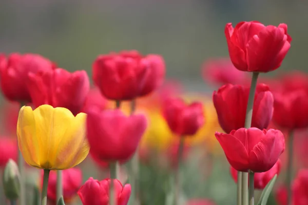 Tulipes en pleine floraison au jardin des tulipes au Cachemire. Tulipes rouges et jaunes — Photo