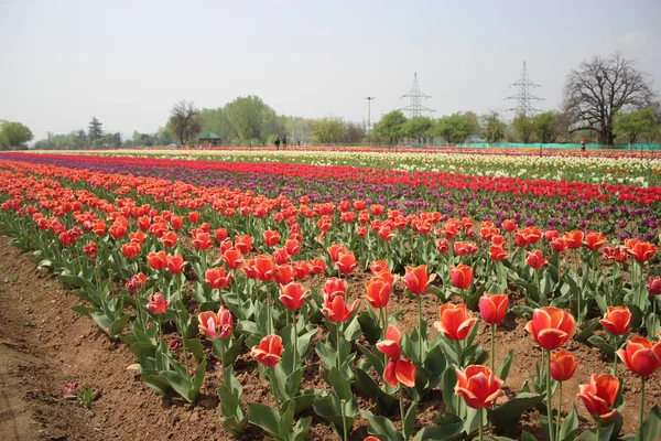 Keşmir'deki Lale Bahçesi'nde laleler çiçek açtı. Asya'nın en büyük Lale Bahçesinde Kırmızı ve Sarı — Stok fotoğraf