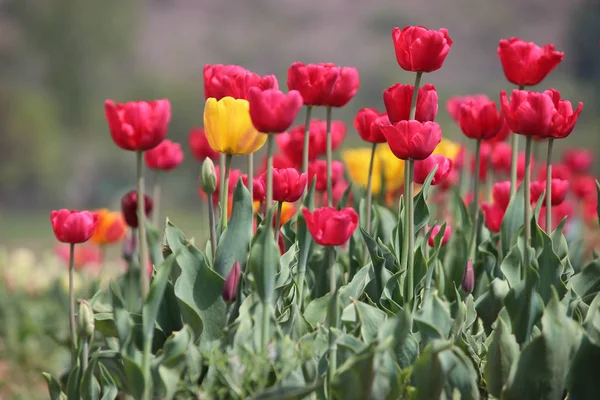 Tulipes en pleine floraison au jardin des tulipes au Cachemire. Tulipes rouges et jaunes avec tiges — Photo