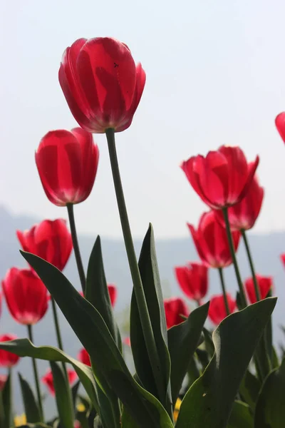 Des tulipes de couleur rouge vif dans le célèbre jardin de tulipes au Cachemire sous un angle bas — Photo