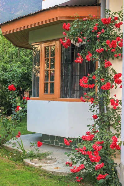 A rose plant growing close to the window of a house. Red roses decorating a house