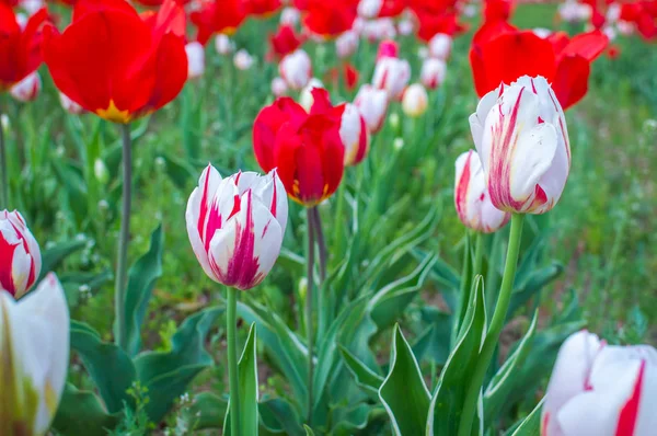 Srinagar, Keşmir'deki Tulip Garden'da ilginç desenleri olan kırmızı ve beyaz renkli laleler — Stok fotoğraf