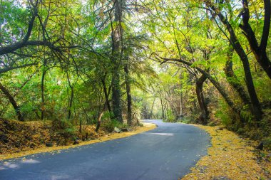 Keşmir'de sonbahar renkleri ile ormanın içinden geçen güzel ve geniş bir yol