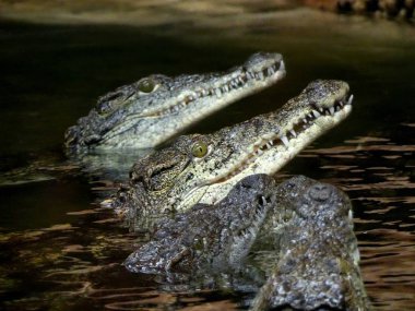 Nil timsahı (Crocodylus niloticus), beslemek için bekleyen sudan arıyorum crocodles