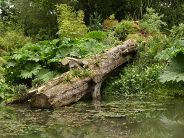 İngiltere'de, İngiltere'de bir gölde dinlenmiş düşmüş bir ağaç