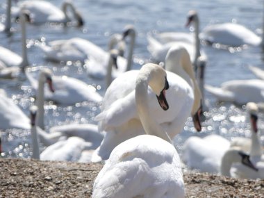Beslenme saati için bekleyen swannery, kuğu