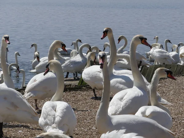 Beslenme saati için bekleyen swannery, kuğu
